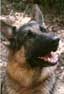 photo du chien berger allemand Hutch